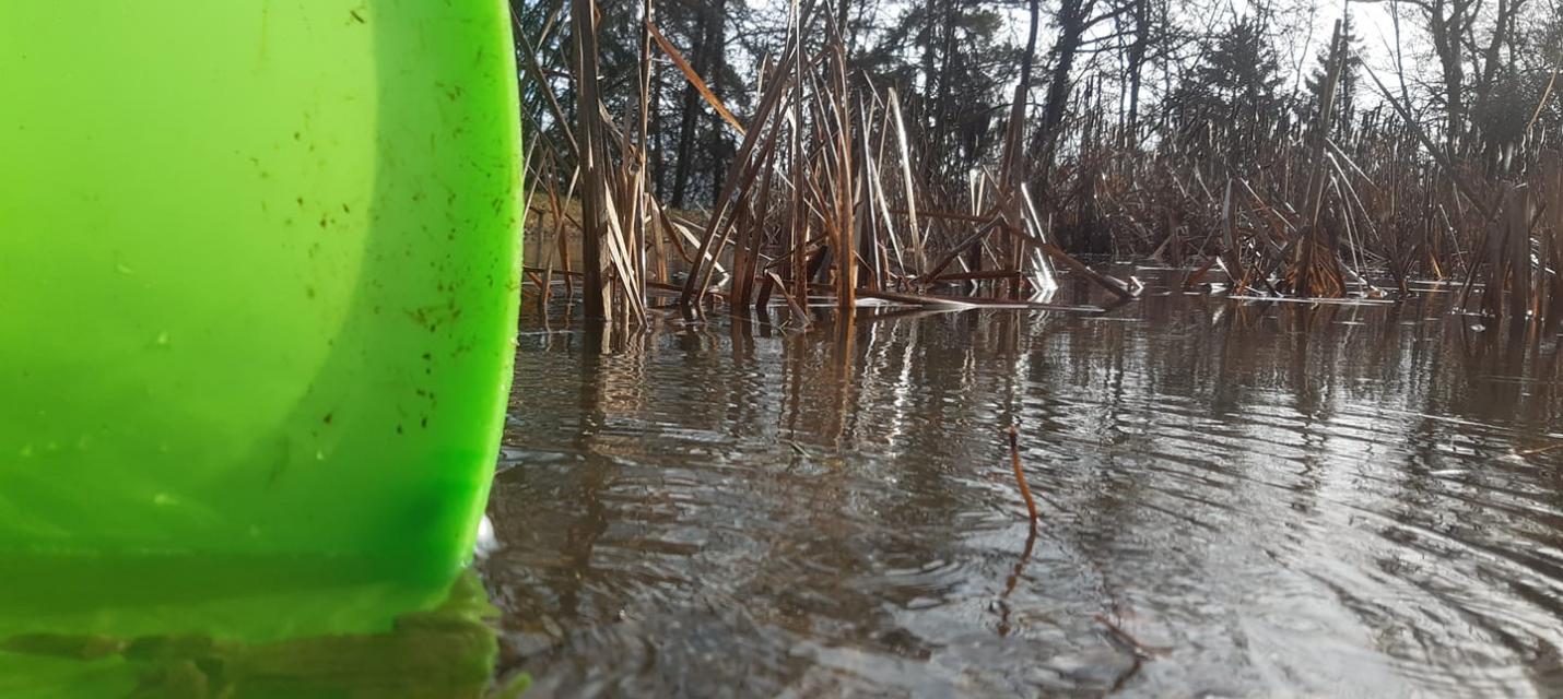 Alles im Eimer: hunderte Amphibien konnten erfolgreich übersiedeln
