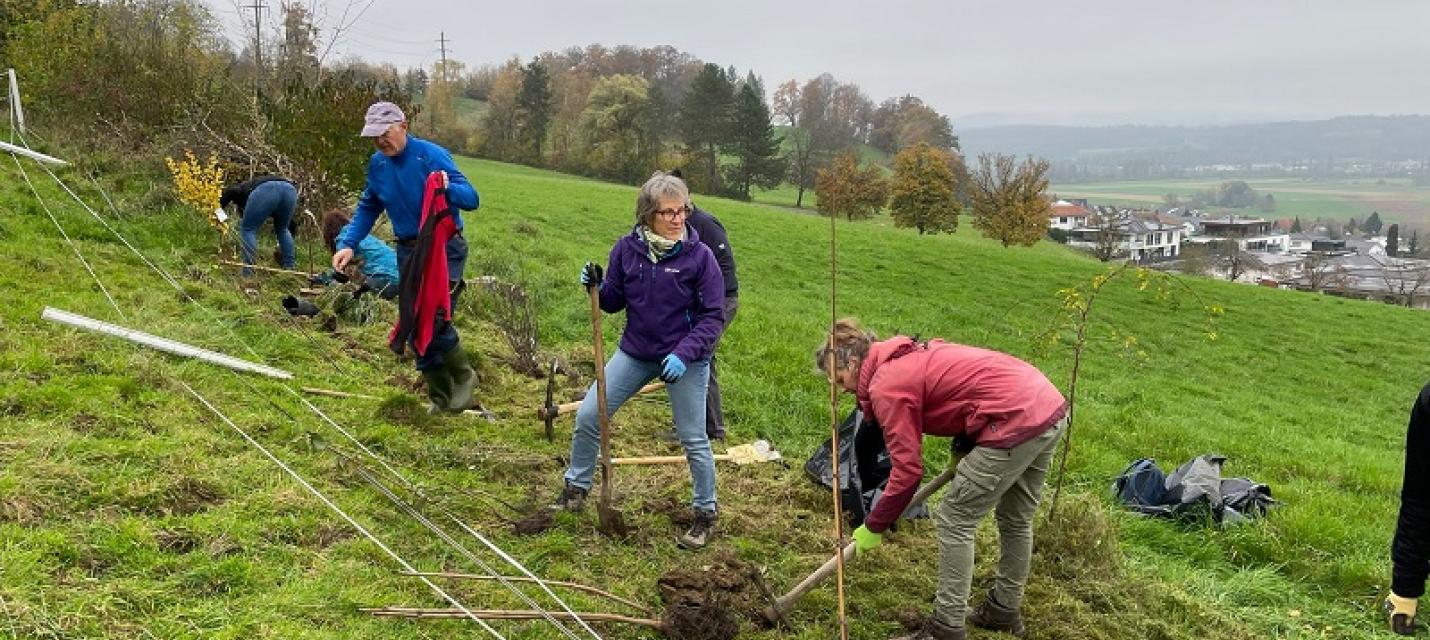Heckenpflanzung