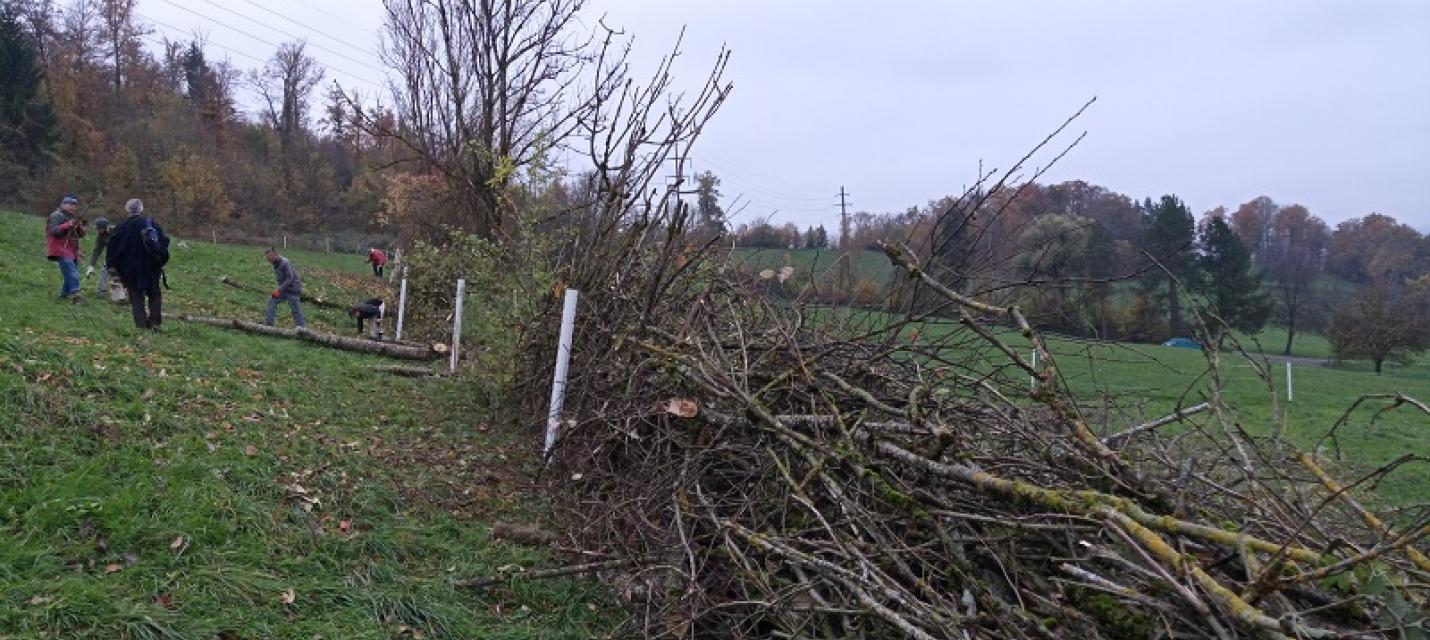 Erweiterung Hecke