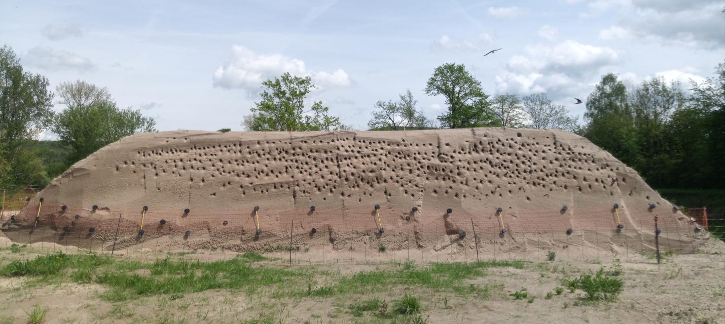 Uferschwalbenhügel