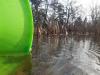 Alles im Eimer: hunderte Amphibien konnten erfolgreich übersiedeln