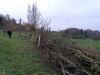Erweiterung Hecke